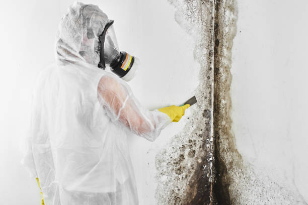 Best Toxic Mold Removal  in Angustura, NM