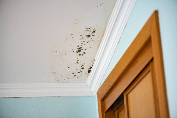 Best Office Mold Removal Services  in Angustura, NM