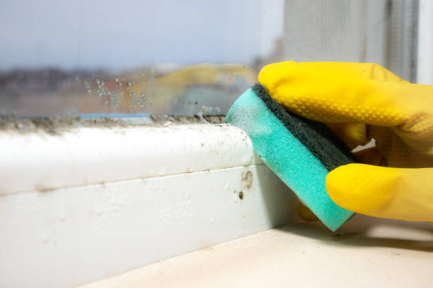 Best Crawl Space Mold Removal  in Angustura, NM