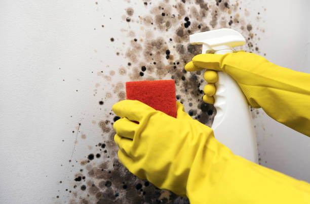 Best Toxic Mold Removal  in Angustura, NM
