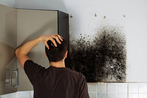 Best Mold Cleaning Services  in Angustura, NM