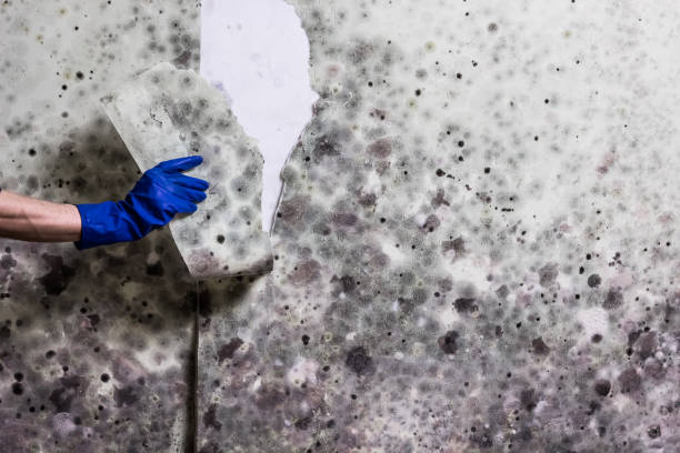 Best Affordable Mold Removal  in Angustura, NM