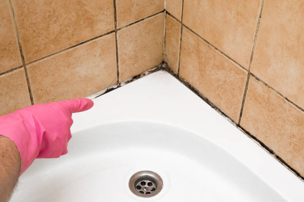 Best Mold Remediation Services  in Angustura, NM